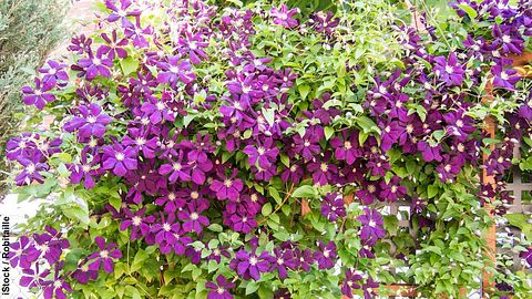 Clematis mit großen lila Blüten - Foto: iStock / Robitaille