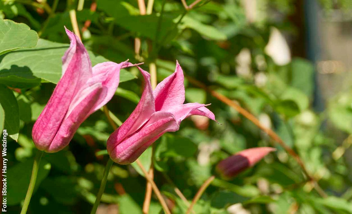 Rosa Blüten der Texas Clematis