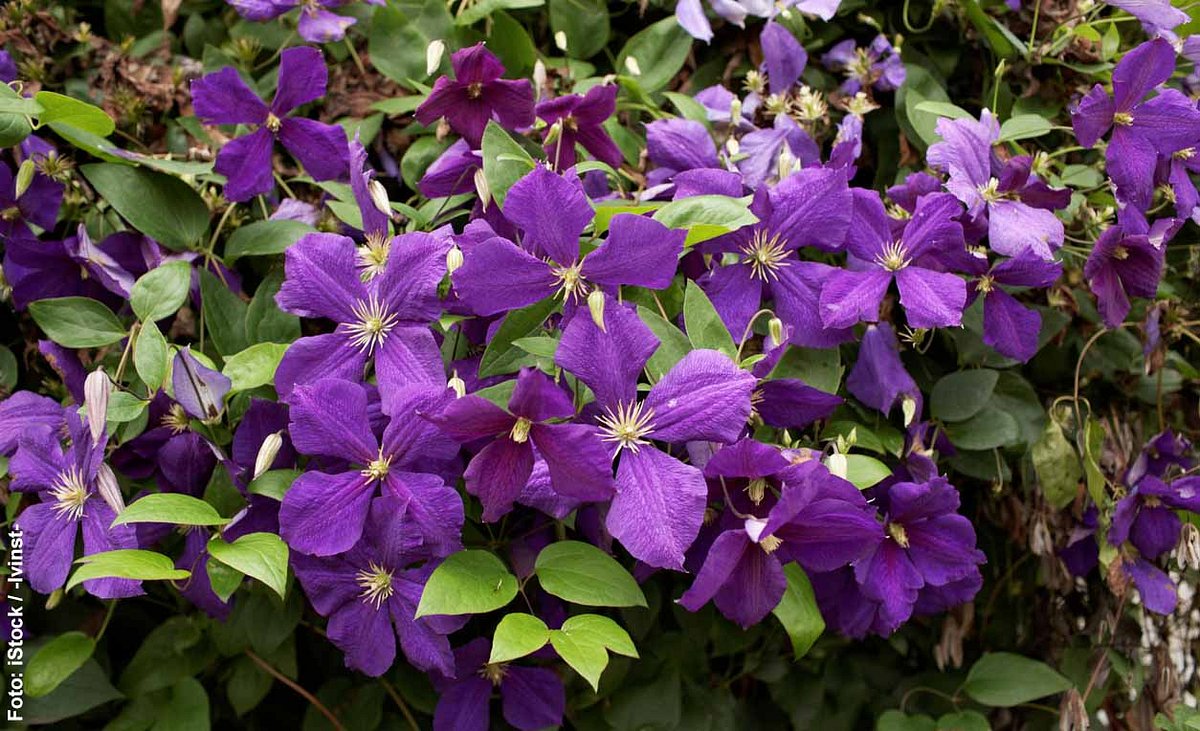 Clematis mit großen lila Blüten