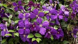 Clematis mit großen lila Blüten - Foto: iStock / -Ivinst-