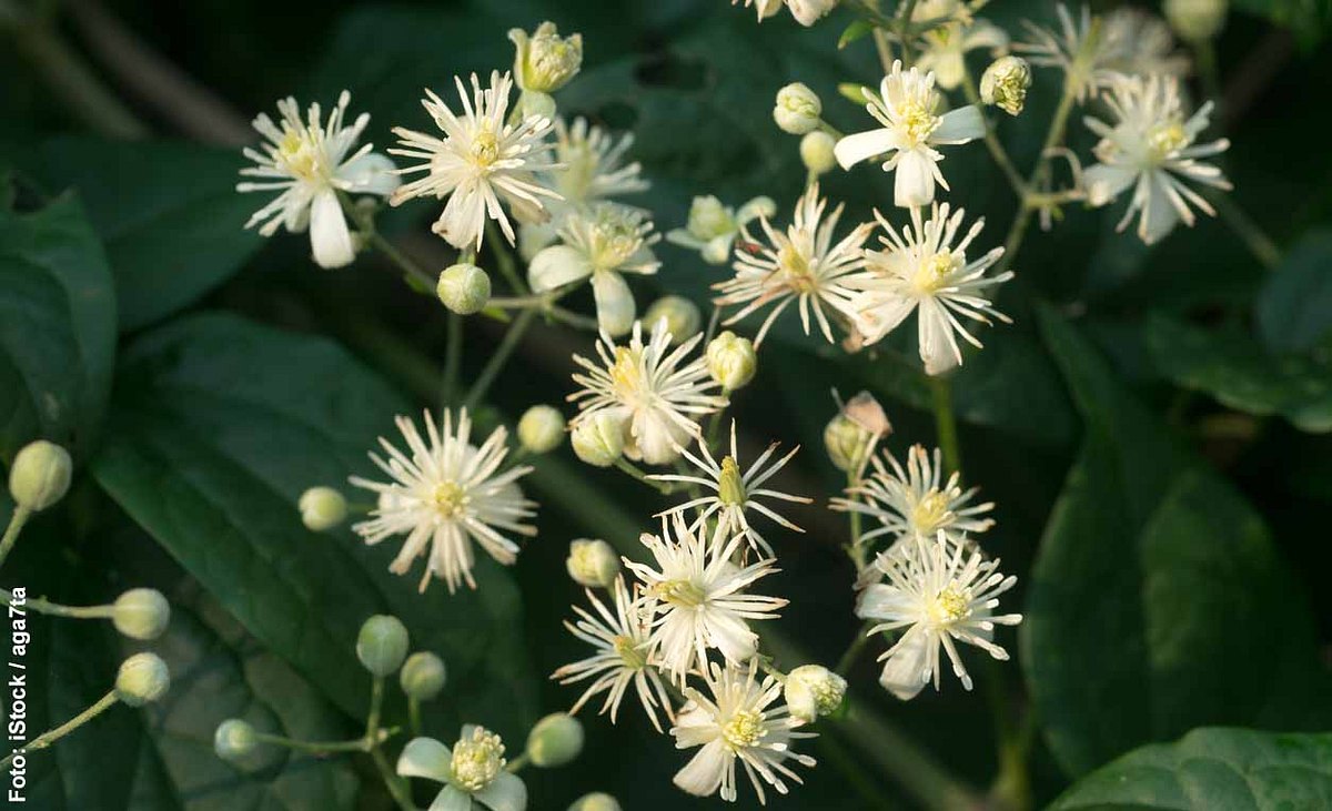 Weiße Blütenstände der gewöhnlichen Waldrebe
