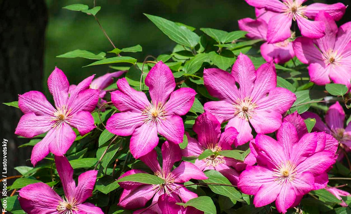 Leuchtend pinke Blüten der Italienischen Waldrebe