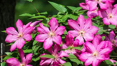 Leuchtend pinke Blüten der Italienischen Waldrebe - Foto: iStock / Lastovetskiy