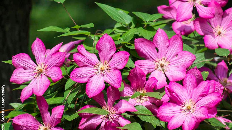 Leuchtend pinke Blüten der Italienischen Waldrebe - Foto: iStock / Lastovetskiy