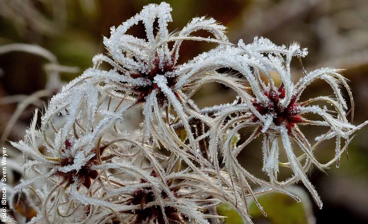 Verblühte Clematis mit Frost