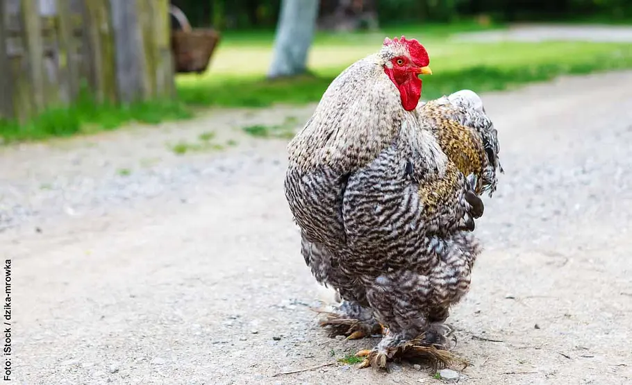Die schönsten Hühnerrassen: Platz 6 Cochin-Huhn mit Federfüßen