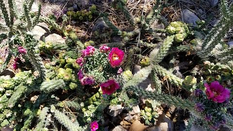 Cylindropuntia mit rosa Blüten - Foto: Jared Quentin / iStock