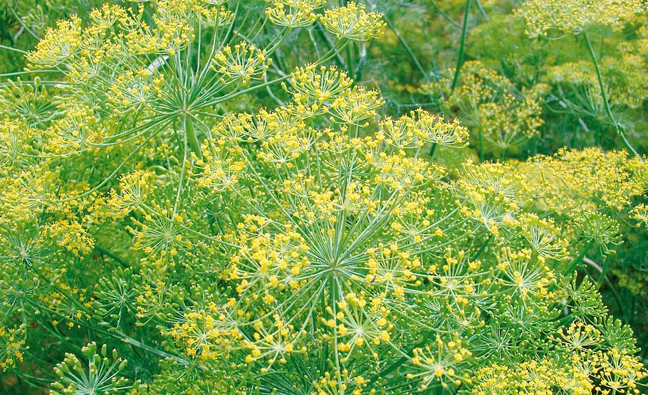 Dill