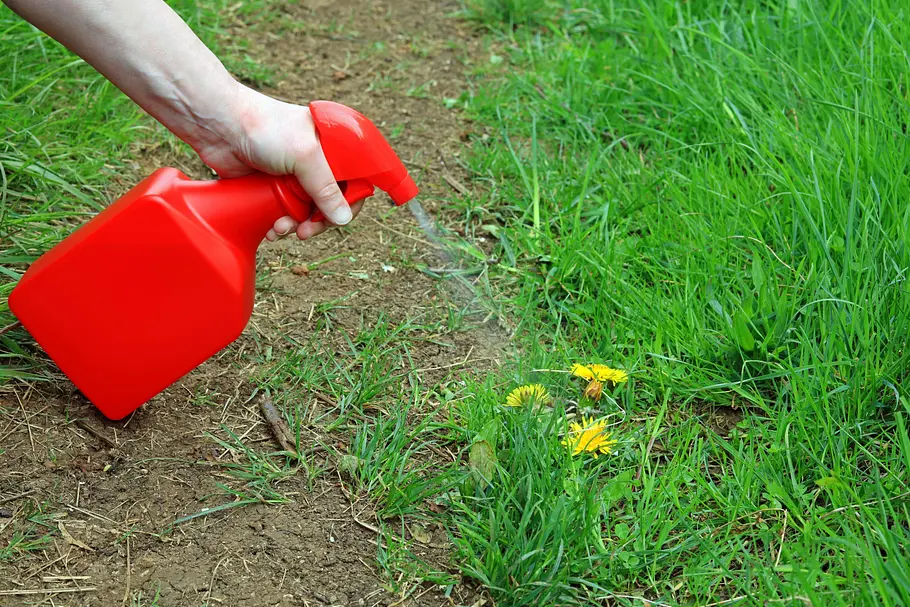 Unkrautbekämpfung mit der Pflanzenspritze Hier wird Essig gegen Unkraut mithilfe eines roten Pumpzerstäubers ausgebracht. Der feine Sprühnebel trifft einen gelb blühenden Löwenzahn im grünen Rasen.