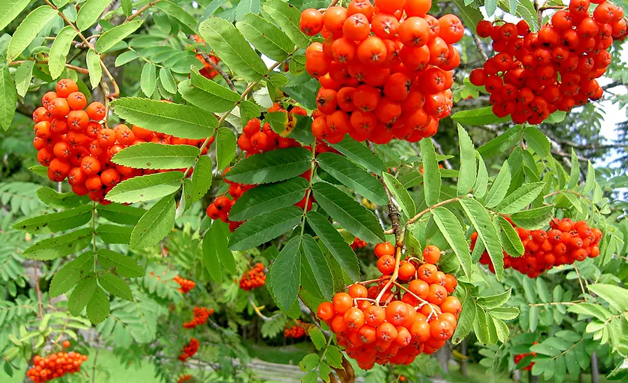 Beeren der Eberesche Beeren an Giftpflanzen
