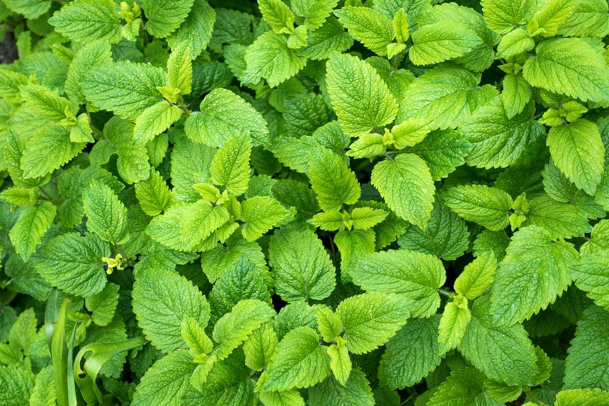 Echte Zitronenmelisse (Melissa officinalis) von oben fotografiert, leuchtend grüne Blätter.