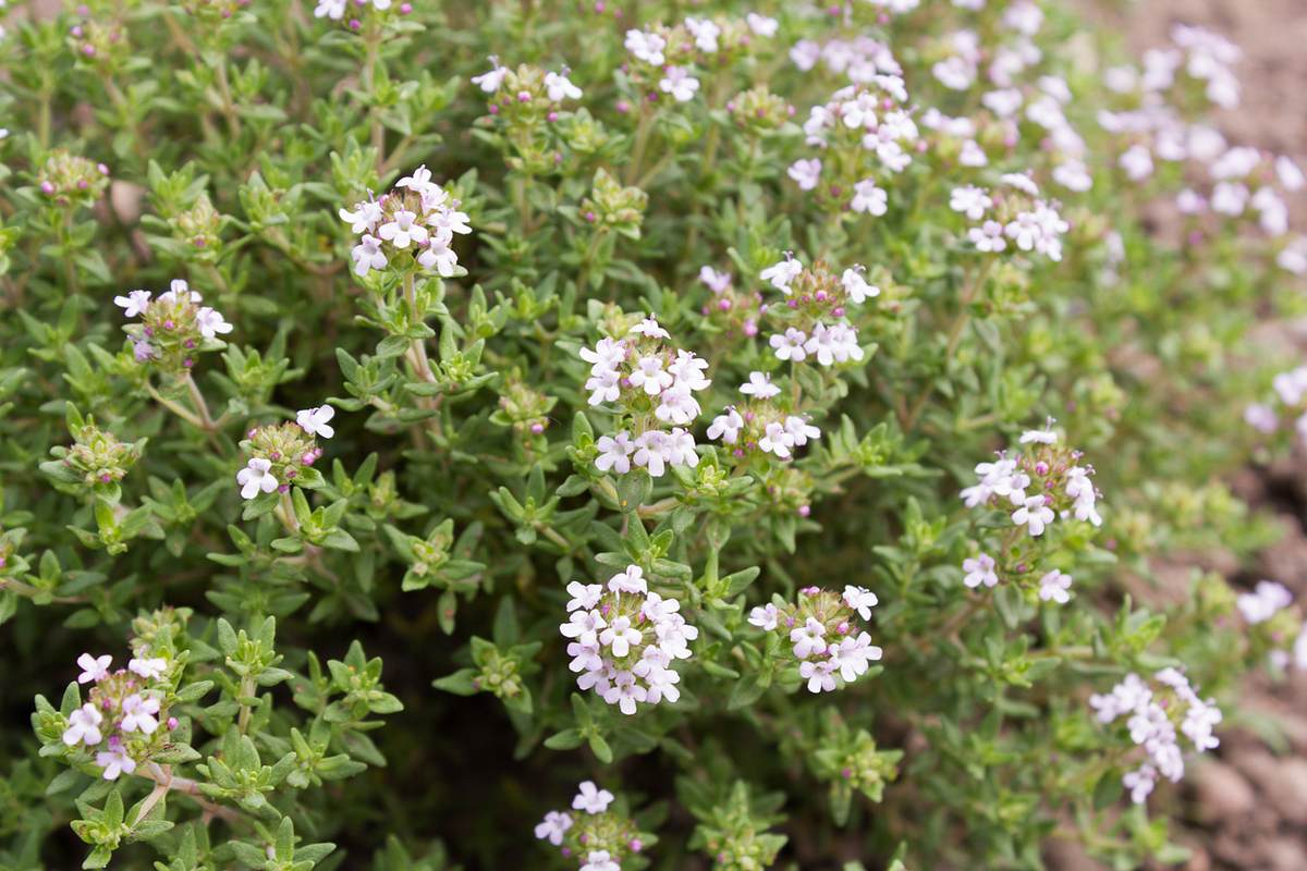 Seitliche Aufnahme von einem dezent rosa blühenden Echter Thymian (Thymus vulgaris), kleine, grüne Blätter.