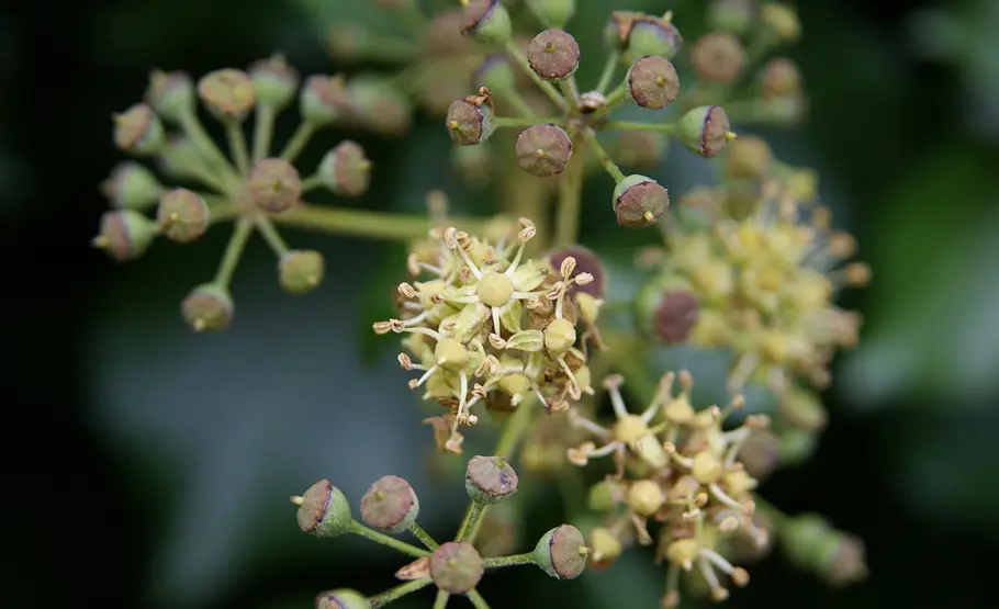 Giftpflanze: Efeu Blüte der Giftpflanze