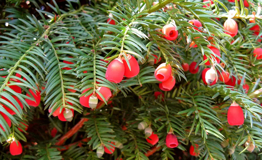 Beeren der Eibe Beeren an Giftpflanzen