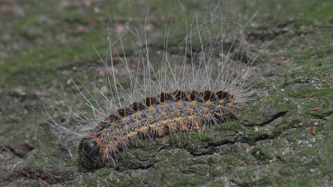 Eichenprozessionsspinner Nahaufnahme - Foto: Accipiter (R. Altenkamp, Berlin), Thaumetopoea processionea 100613, CC BY-SA 3.0