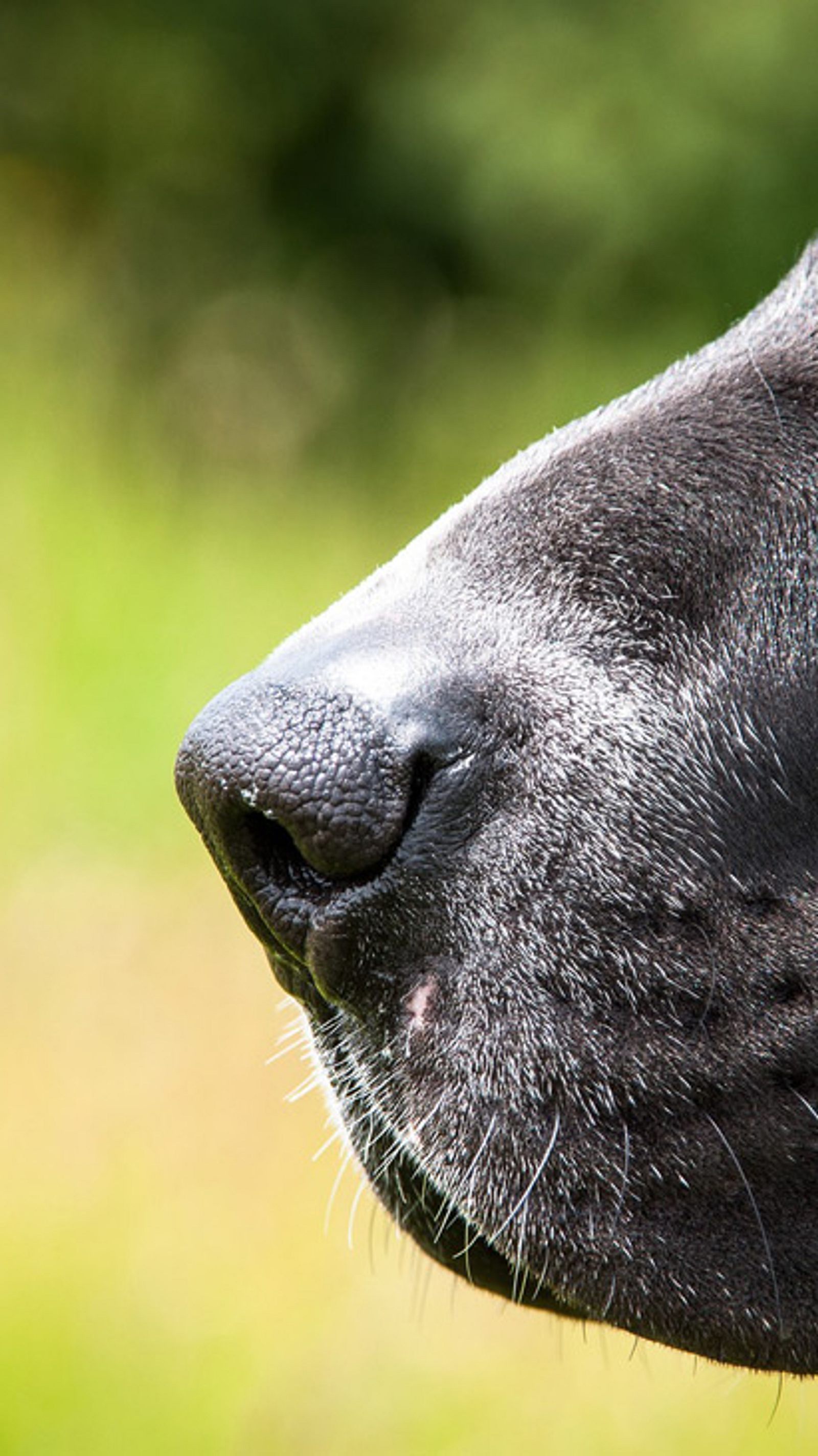 Giftige Pflanzen fr Hunde | Selbst