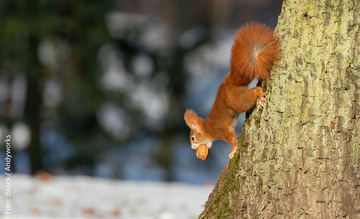 Was fressen Eichhörnchen?