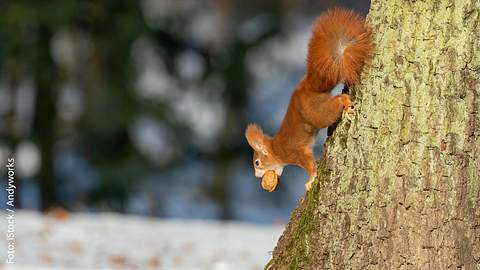 Was fressen Eichhörnchen? - Foto: istock / Andyworks
