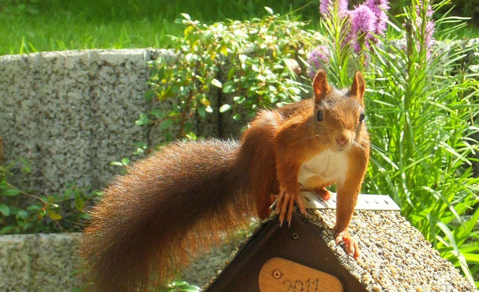 Fütterung im Garten Eichhörnchen Tiere im Garten füttern selbst.de