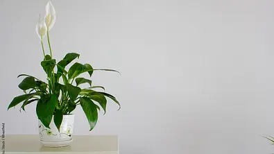 Mit der richtigen Pflege kann das Einblatt auch schöne Blüten bilden. - Foto: istock / Wheatfield