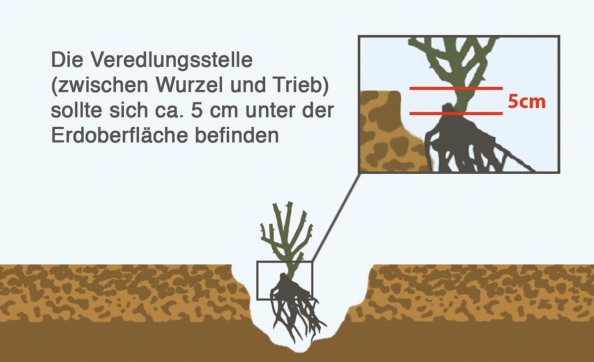 Fehler beim Anpflanzen