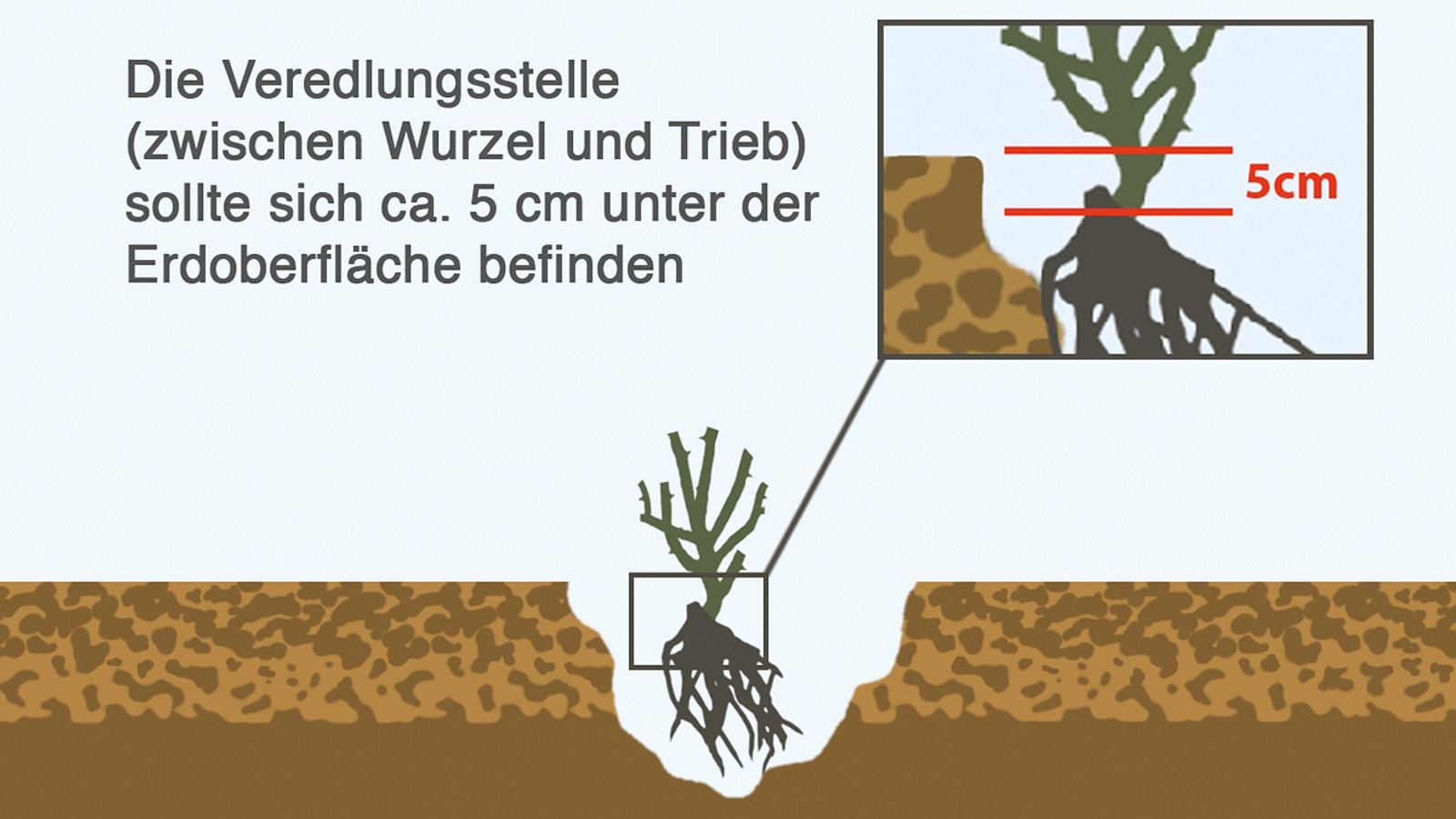 Pflanzfehler Nr. 8: Zu tief oder zu flach eingesetzt | Die 10 grten  Fehler beim Anpflanzen | Selbst