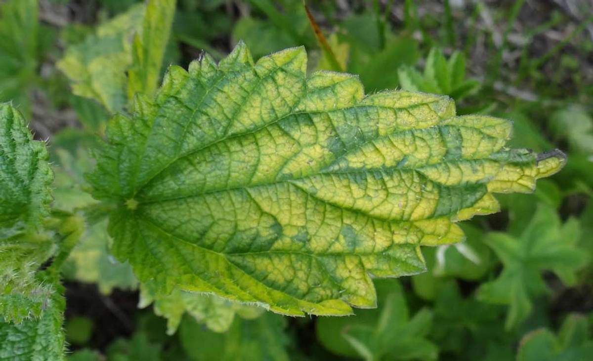 Blatt mit Chlorose