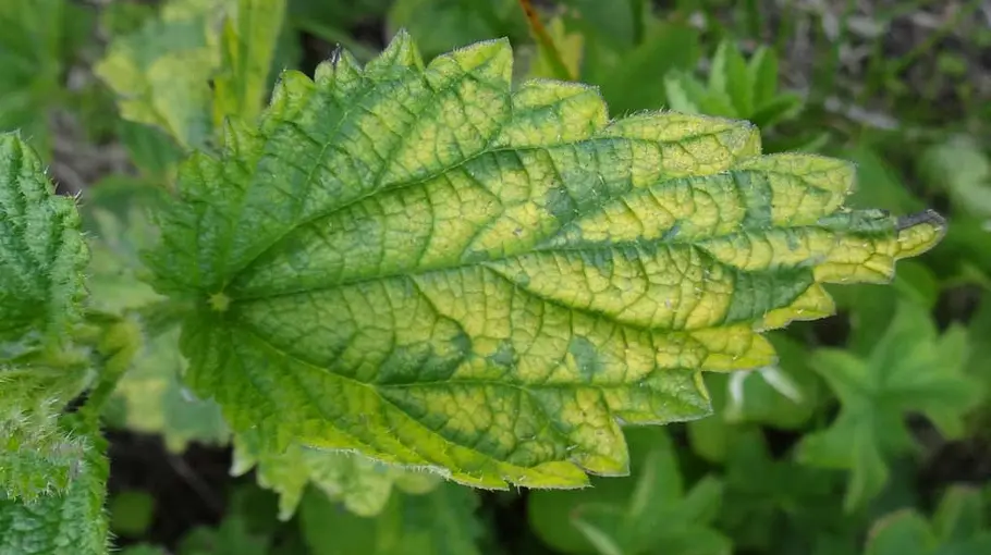 Nahaufnahme eines Blattes mit gelber Verfärbung zwischen den grünen Blattadern – typisches Symptom einer Chlorose durch Nährstoffmangel.