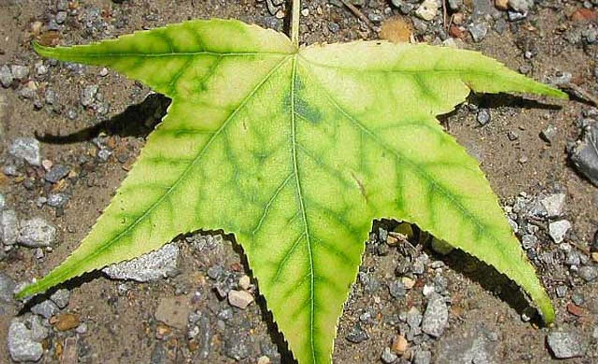 Blatt mit Chlorose