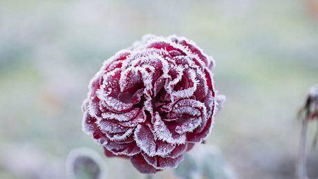 Rose mit Frost - Foto: Mathias Berger / iStock