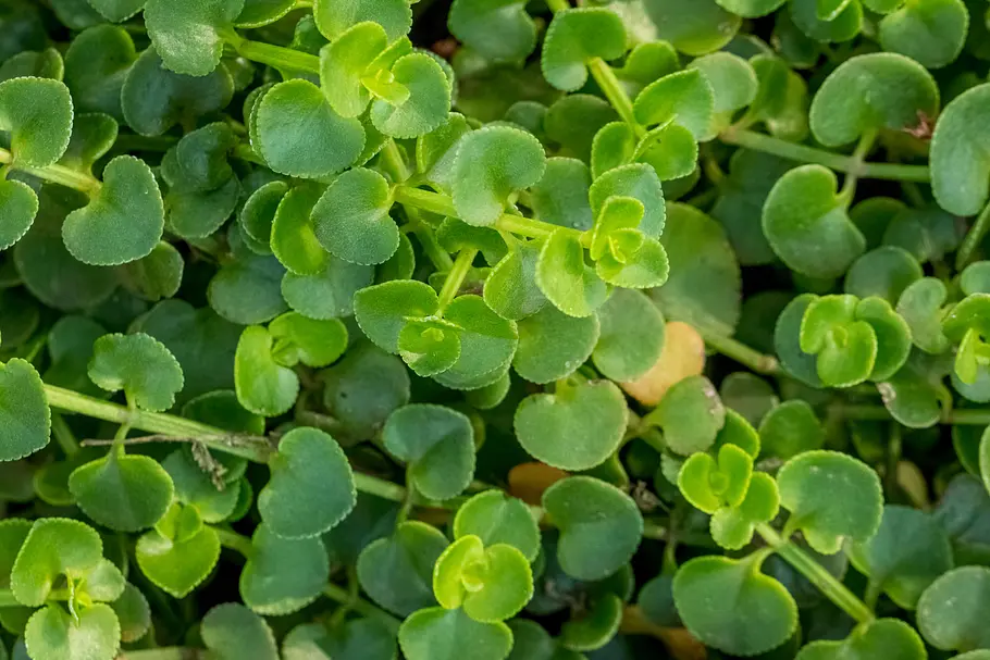 kriechende Ausläufer der Erdbeerminze (Mentha requienii)