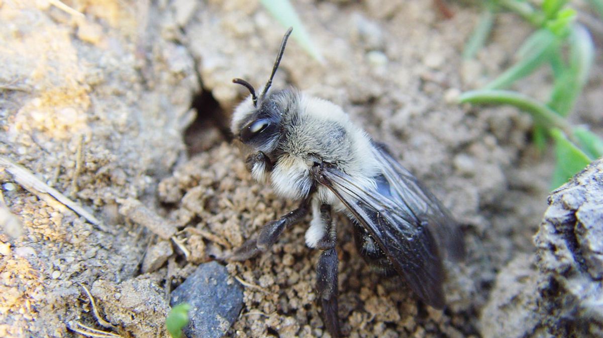 Erdbienen