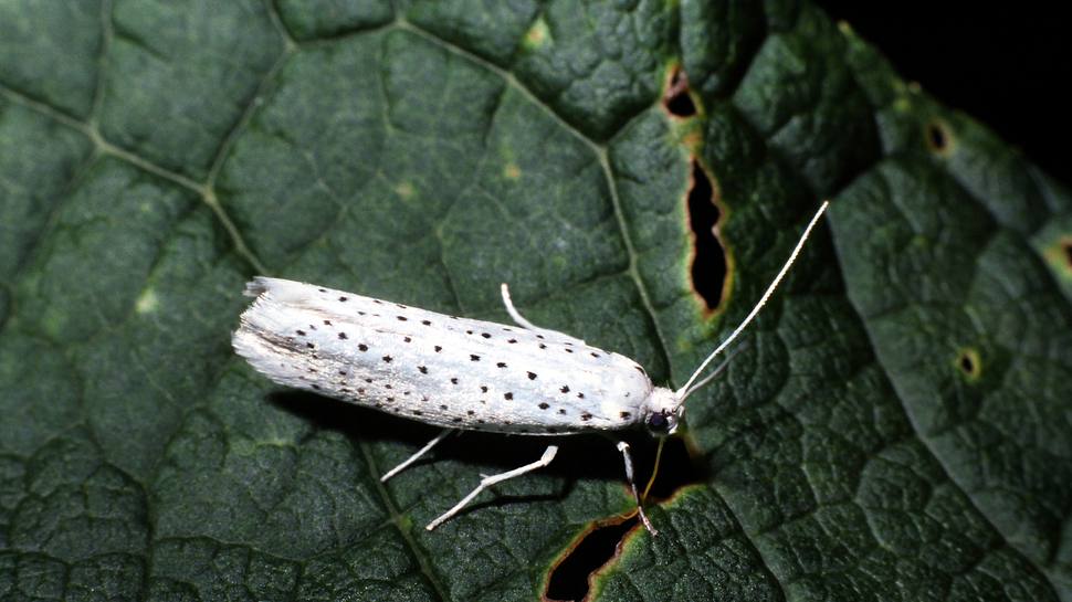 Erwachsene Apfelgespinstmotte ruht auf einem Blatt - Foto: iStock / wiljoj