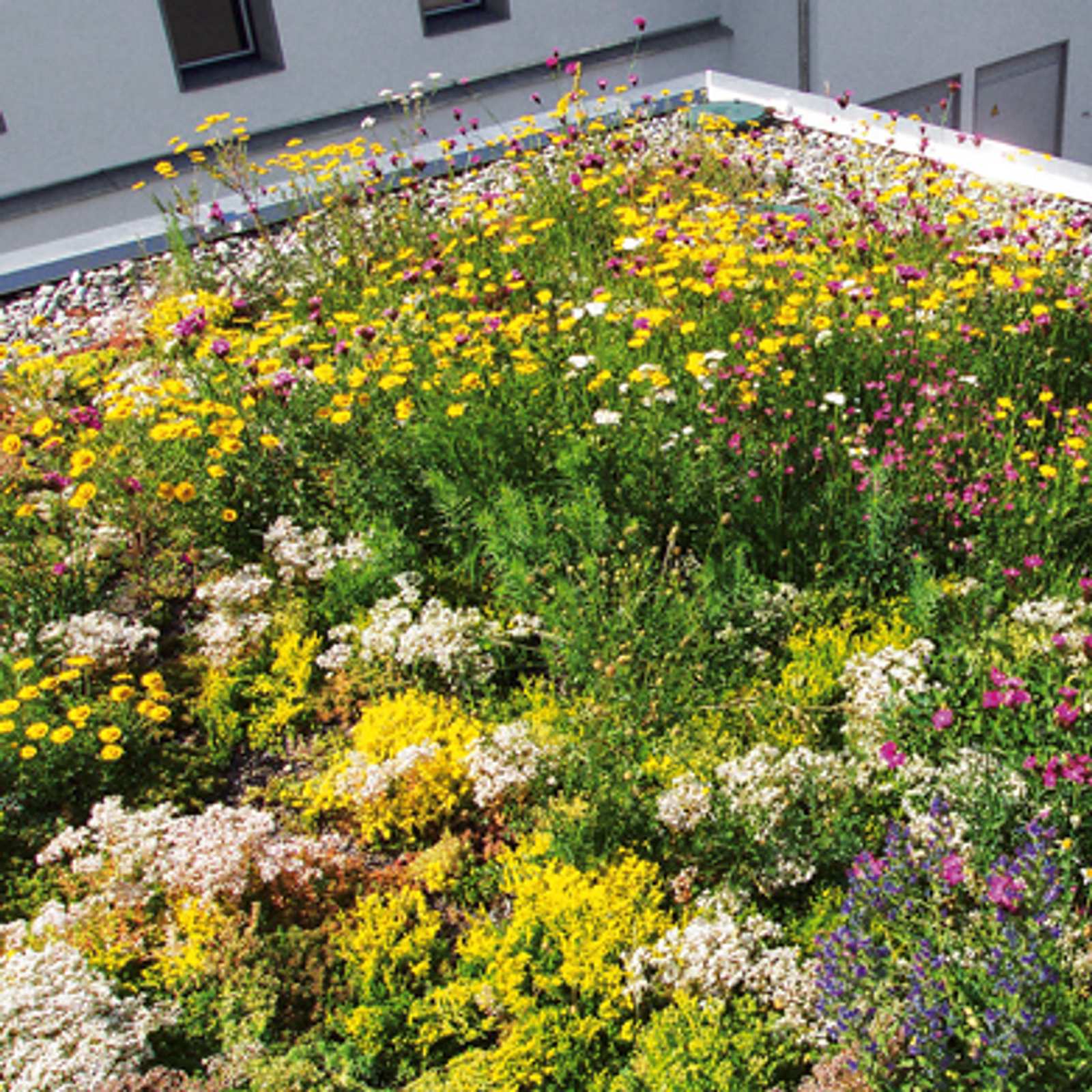 Extensive Dachbegrnung: Tipps fr Grndcher | Selbst