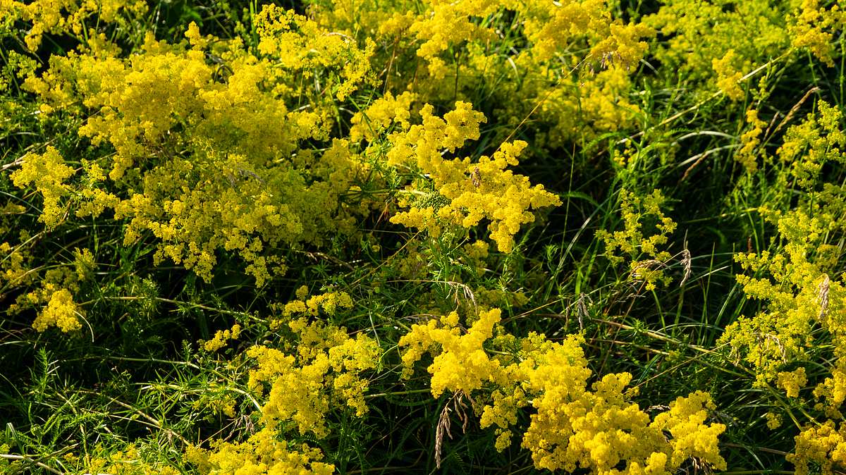 Färber-Labkraut (Galium verum) 