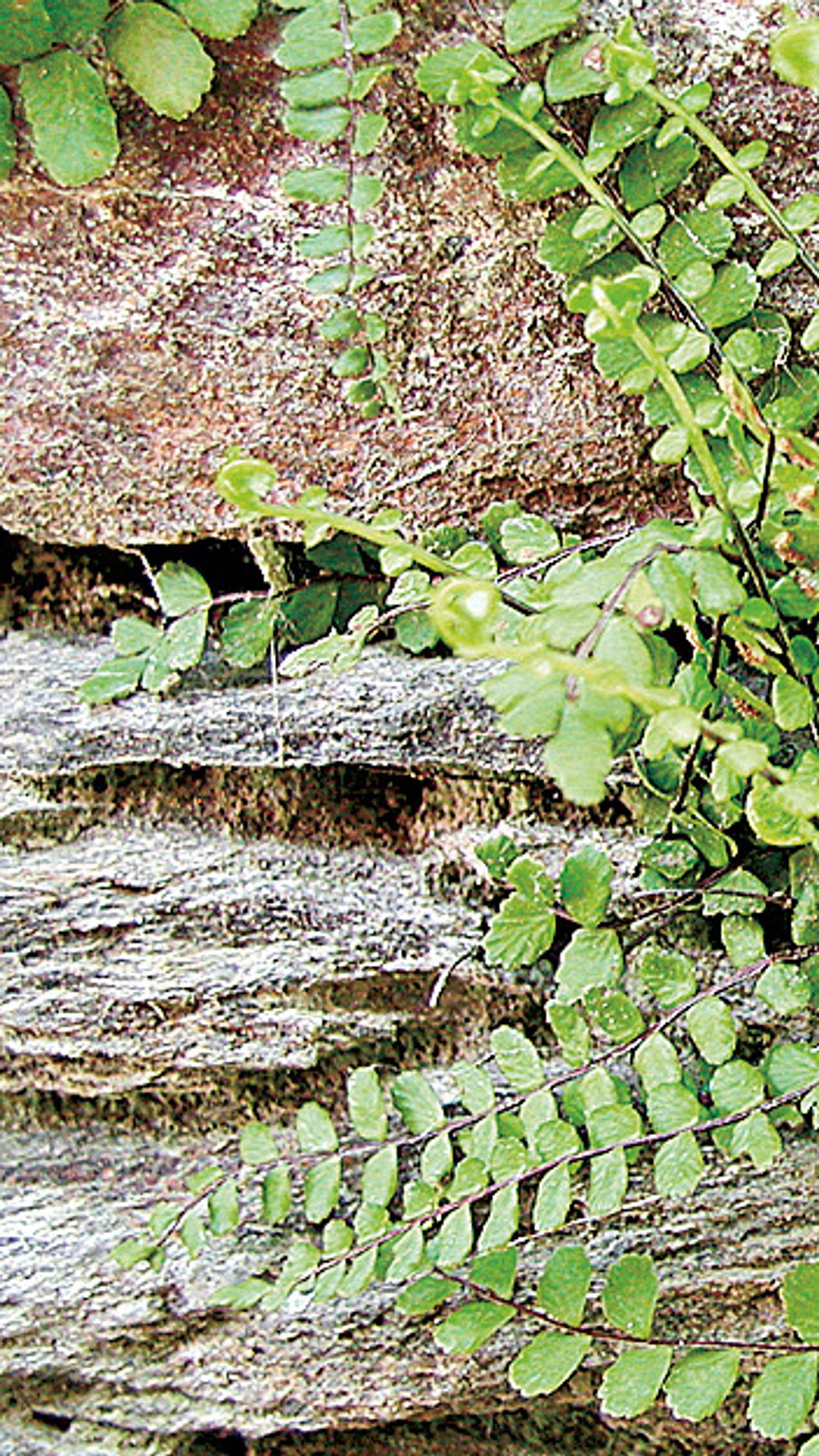 kriechendes schönpolster giftig für katzen Callisia repens main image 0
