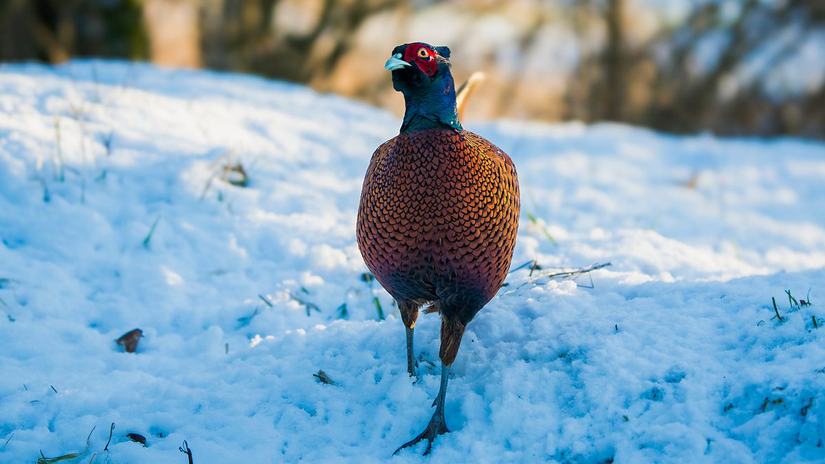 Fasan im Schnee