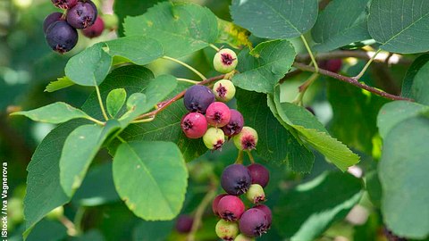 Felsenbirne-Früchte am Baum in diversen Reifegraden - Foto: iStock / Iva Vagnerova