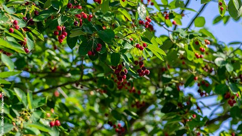 Ausschnitt einer Felsenbirne mit leuchtend roten Beeren - Foto: iStock / Iva Vagnerova