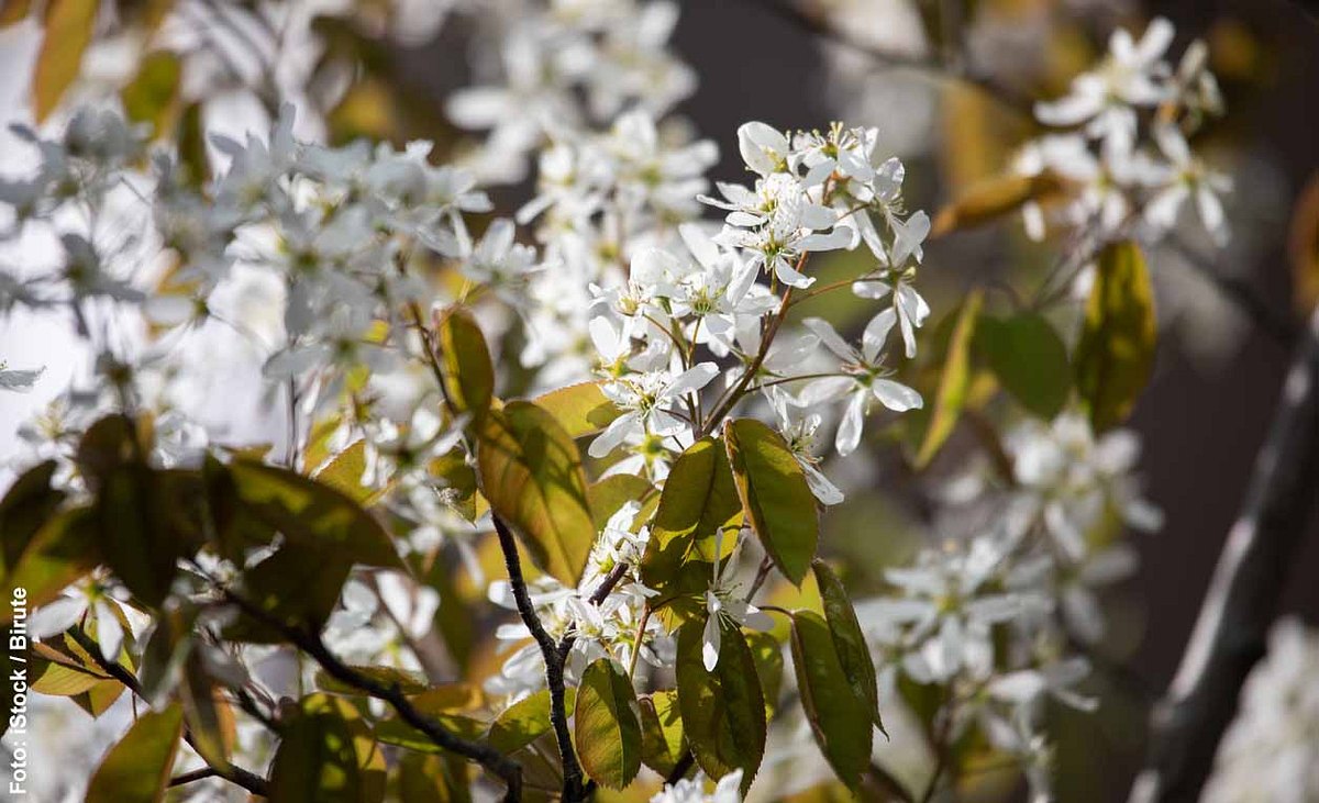 Weiße Blüten der Felsenbirne