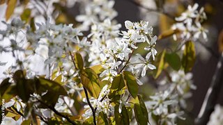 Weiße Blüten der Felsenbirne - Foto: iStock / Birute