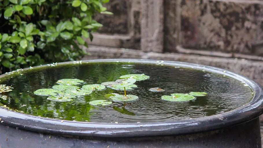 Ein kleines Wasserbecken mit Seerosen-Bewuchs im Feng Shui Garten