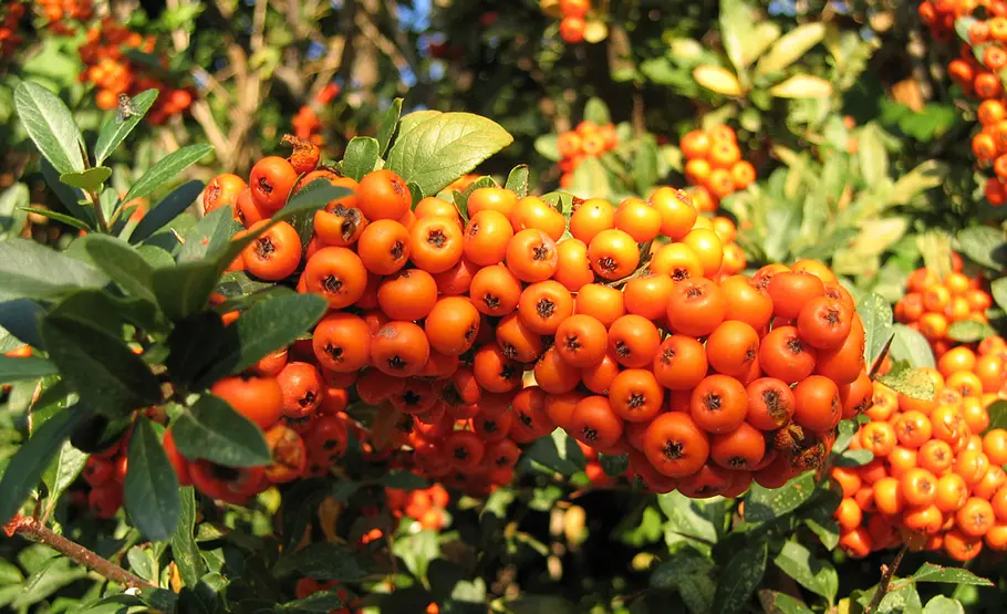 Beeren des Feuerdorn Beeren an Giftpflanzen