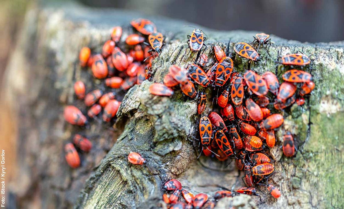 Zahlreiche Feuerwanzen krabbeln übereinander