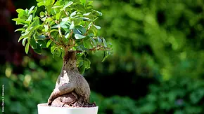 Ficus Ginseng pflegen - Foto: iStock / mtreasure Ficus Ginseng pflegen - Foto: iStock / mtreasure