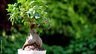 Ficus Ginseng pflegen - Foto: iStock / mtreasure