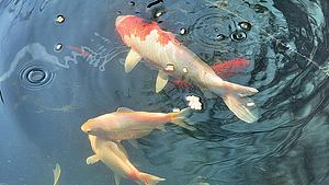 Fische im Teich machen den Garten lebendiger.