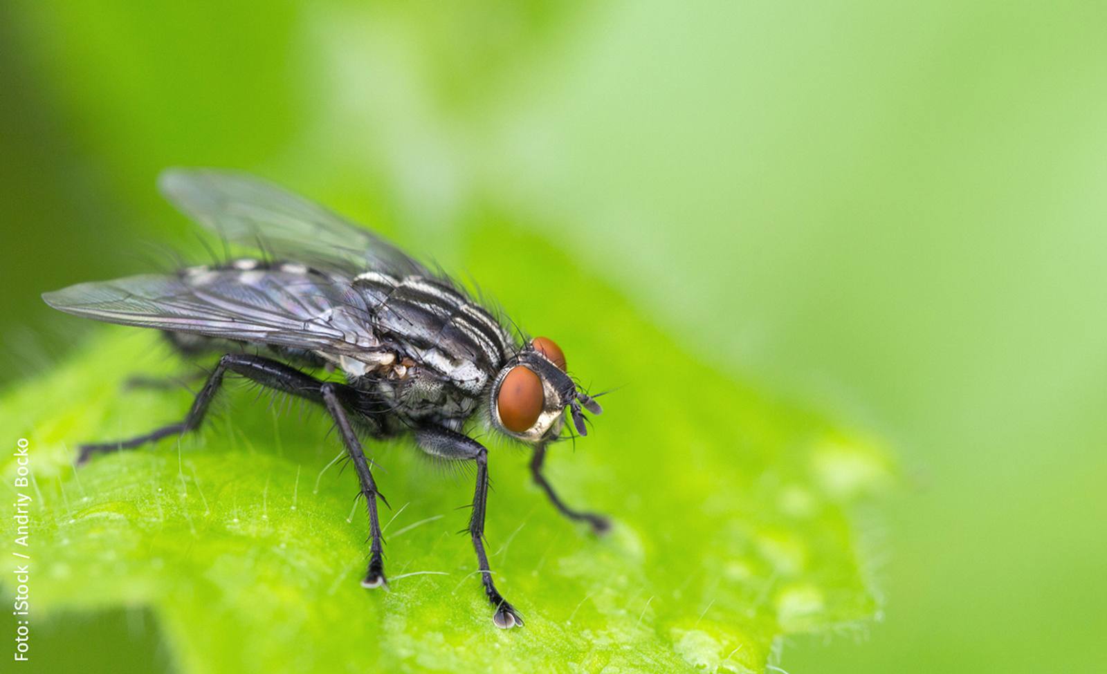 Lästige Schädlinge loswerden Fliegen Die 10 häufigsten Schädlinge