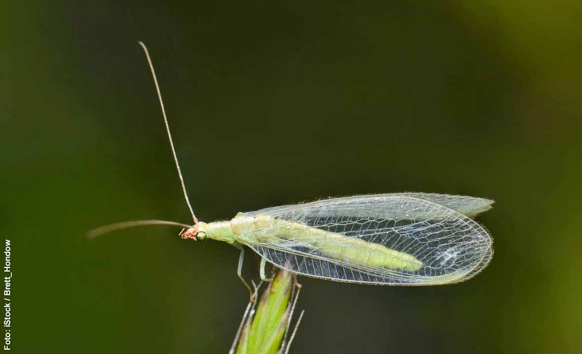 Grüne Florfliege auf Grashalm