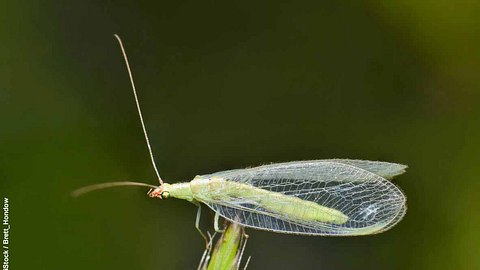 Grüne Florfliege auf Grashalm - Foto: iStock / Brett_Hondow